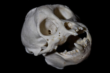 tooth malformation in monkey, mammal