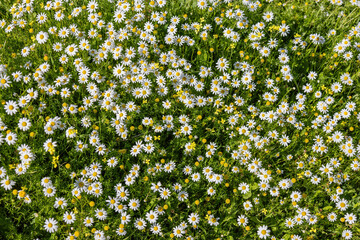 Beautiful field of daisies top view. White and yellow Daisy, Bellis perennis, probably Anthemis maritima, commonly called sea mayweed or sea chamomile