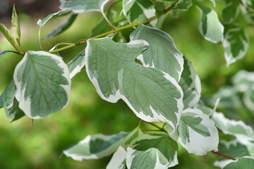 Silver and Gold Red-osier Dogwood leaves
