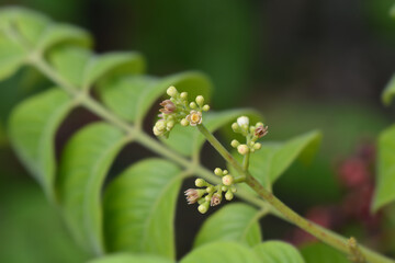 Ranibili branch with small flowers