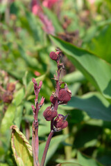 Canna lily Tropical Rose fruit