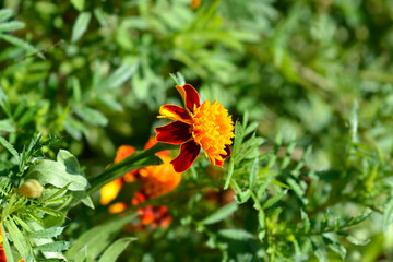 French marigold flowers