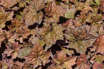 Palace Purple Coral Bells leaves