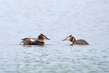 Great crested grebe bird with chicks ( Podiceps cristatus ).