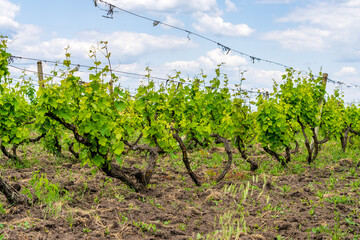 Elite wine grape fields. Background or backdrop with selective focus and copy space