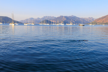 A man dives with a mask and snorkel and examines the seabed. Background with selective focus and copy space