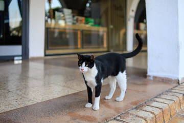 Cute black and white cat on the street. Background with selective focus and copy space