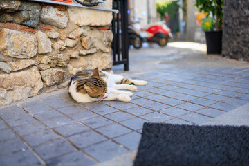 The cat is lying on the paving slabs on the street. Background with selective focus and copy space