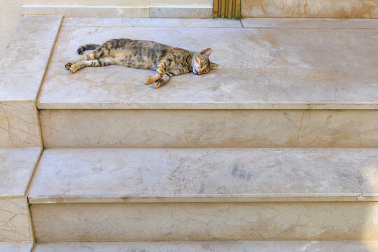 The cat is resting on the threshold of the house. Background with selective focus and copy space