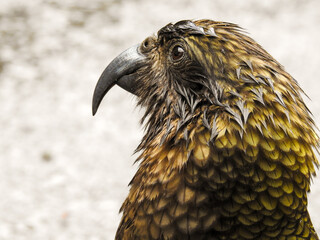 Fototapeta premium Adult Kea Looking