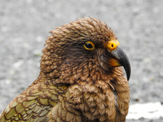Juvenile Kea Looking at Camera