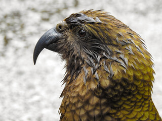 Adult Kea Side View