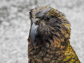 Kea Looking at Camera