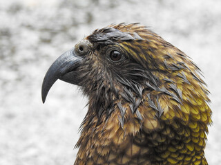 Adult Kea Headshot
