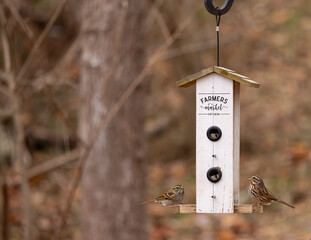 birds on birdfeeder with farmer's market titled eat local