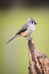 Tufted Titmouse © Leo