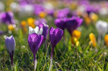 Fotobehang Krokus Field of flowering crocus vernus plants, group of bright colorful early spring flowers in bloom  © Iva