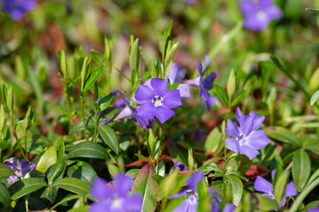 Vinca minor lesser periwinkle ornamental flowers in bloom, common periwinkle flowering plant, creeping flowers