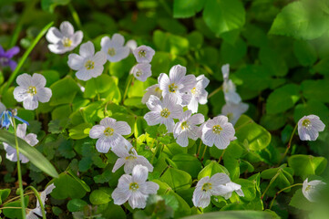 Oxalis acetosella common wood sorrel white group of wild flowers in bloom, woodland small flowering plant