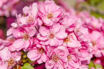 pink cherry tree flower on blooming spring. macro flowers