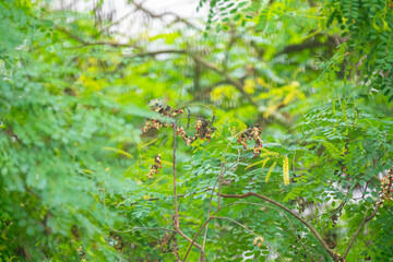 Brazil wood ( Pau-Brazil ) red seeds - Caesalpinia echinata 