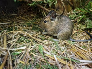 Degu