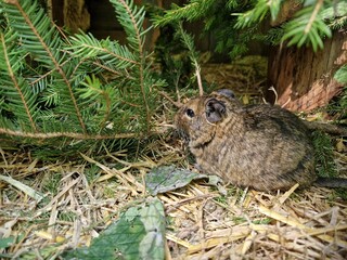 Degu