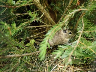 Degu