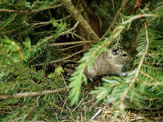 Obraz premium Degu