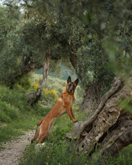 Alert dog on a serene trail. Amidst the lush grove, this attentive Belgian Malinois stands on an ancient olive tree, blending adventure with nature