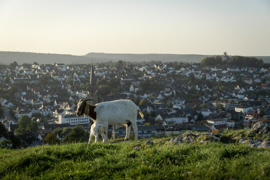 goats on a mountain in Warstein in Germany