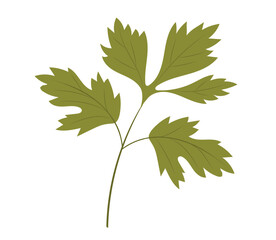 Fresh green plant, nutritious, tasty green parsley. Vector illustration. Cooking ingredients . 