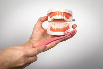 Pink toothbrush and dental model in hand, white background