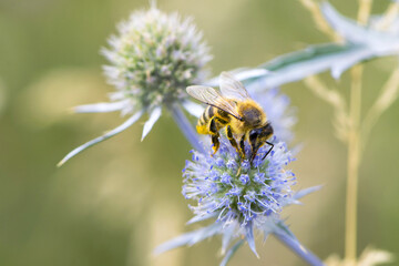 bee collecting nectar from a thorny wildflower close-up. honey bee on the meadow plant Eryngium. macro photo of an insect in nature. natural background, place for text, bokeh