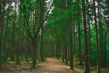 Old spruce forest with moss on the ground, Sweden. Forest scenery in Skåne, Sweden.