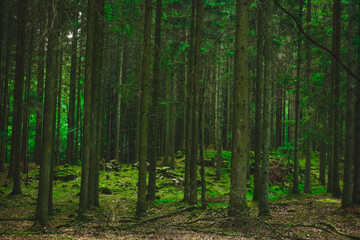 Fototapeta premium Old spruce forest with moss on the ground, Sweden. Forest scenery in Skåne, Sweden.