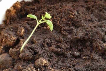 Young tomato seedling plant. Rich dark top soil. Close up.