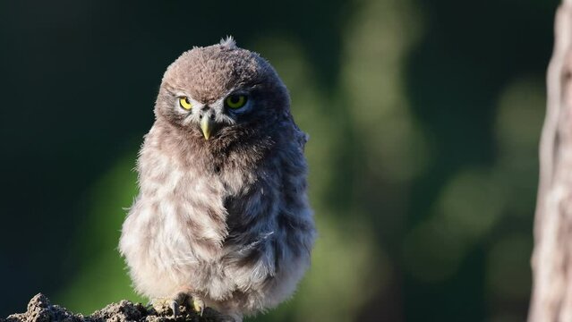 Beautiful little owl in the wild. Athene noctua. A young owl chick. Close up.