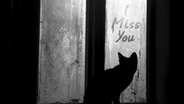 Young cat looking out the foggy window of vintage rural house, standing on windowsill, curious about miss you hand written inscryption. Cold morning romantic and cozy scenery. Black and white photo.