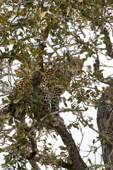 A nice shot of leopard on tree