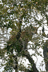 A nice shot of leopard on tree