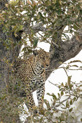 A nice shot of leopard on tree