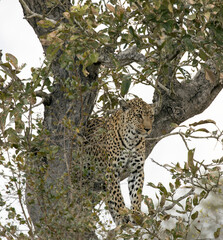 A nice shot of leopard on tree