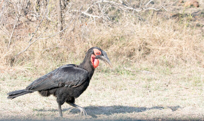 Obraz premium A photo of southern ground hornbill