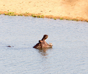 A photo of hippo in water