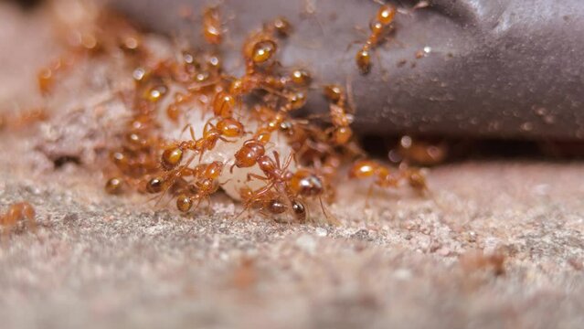 Fire ants collecting food