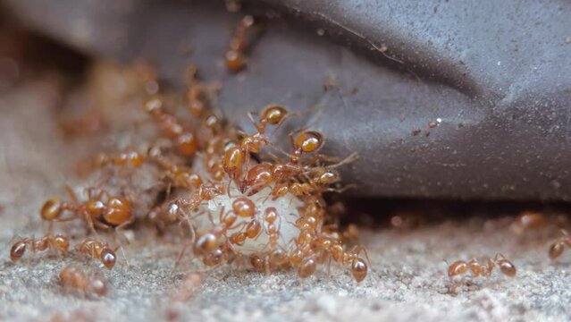 Fire ants collecting food