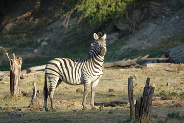 Zebra in Botswana, Boteti River