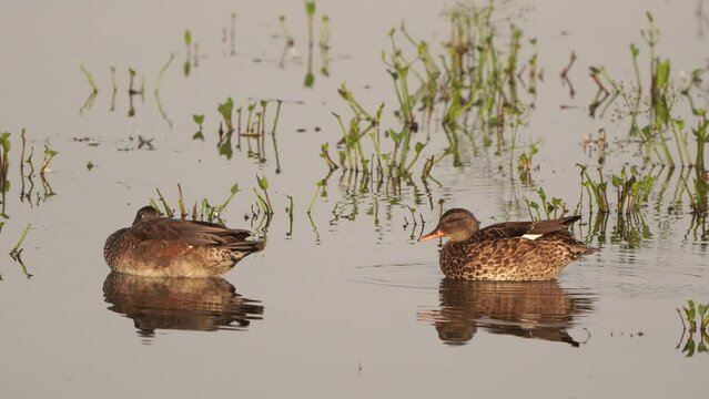 A pair of gadwalls (Mareca strepera) resting in a wetland