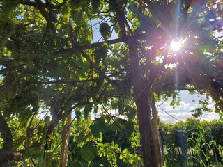 A shot of grape trees from an ant's perspective, with warm sunlight interspersed with it